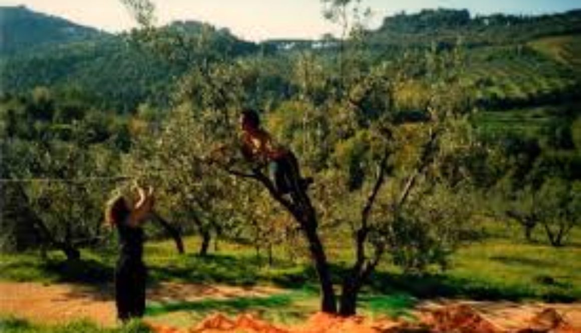 olive oil harvest